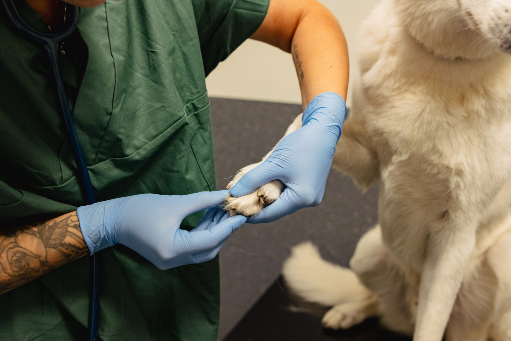 Sårvård som gör skillnad – upptäck Evercare®