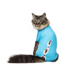 vethelp-body-katt-kanin-scandivet