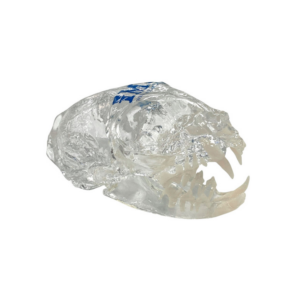 S1050-tandmodell-katt-scandivet